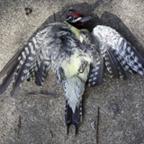 Bird Series
