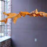 Specimens & Artifacts